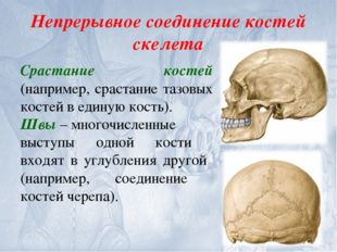 Непрерывное соединение костей скелета Срастание костей (например, срастание т