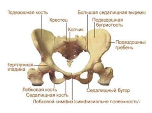 Полупрерывное соединение костей скелета Кости соединяются друг с другом хряще