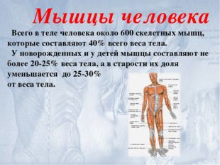 Мышцы человека Всего в теле человека около 600 скелетных мышц, которые состав
