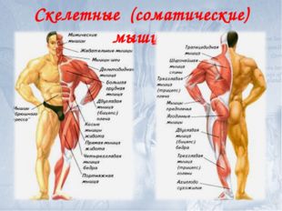 Скелетные (соматические) мышцы 