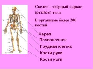 Скелет – твёрдый каркас (остов) тела В организме более 200 костей Череп Позво