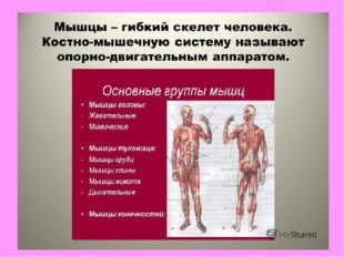 Мышцы – гибкий скелет или мягкий остов тела. В теле человека около 600 мышц. 