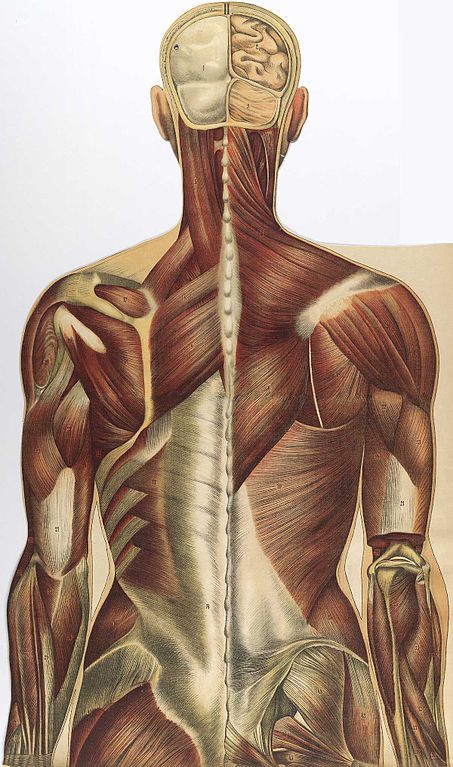 Упражнения для снятия спазмов мышц шеи, спины и поясницы