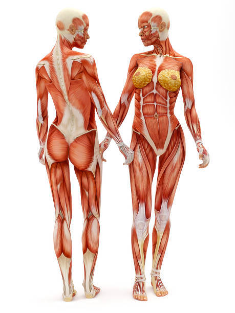Упражнения для снятия спазмов мышц шеи, спины и поясницы