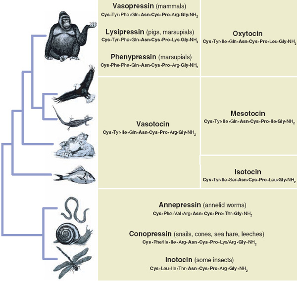У самых разных представителей животного царства взаимоотношения с сородичами регулируются одними и теми же веществами — нейропептидами окситоцином, вазопрессином и их гомологами. Рис. из обсуждаемой статьи Donaldson & Young