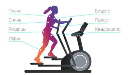 Эллиптический тренажёр: какие мышцы работают при занятиях на эллипсоиде