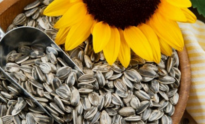 Sunflower seeds picture