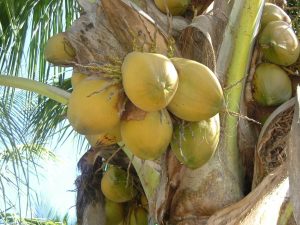 плод кокоса на пальме, картинка