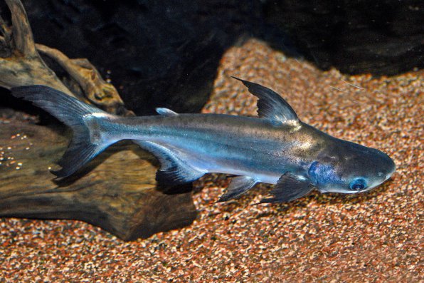 Акулий сом пангасиус фото