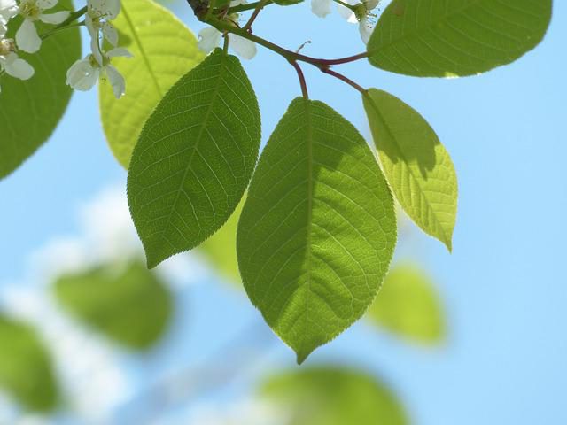 листья черемухи лечебные свойства