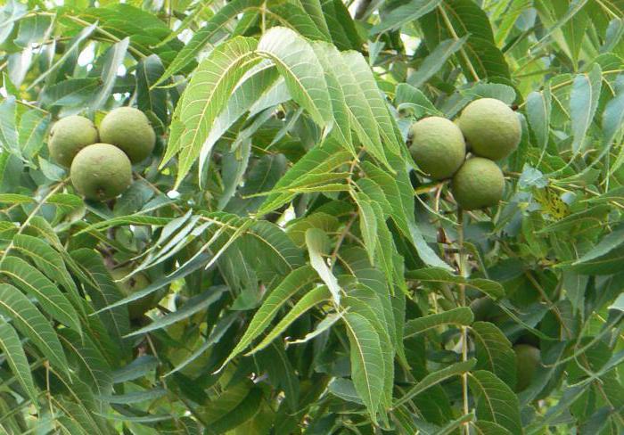 листья грецкого ореха 