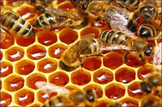 гречишный мед полезные свойства как принимать