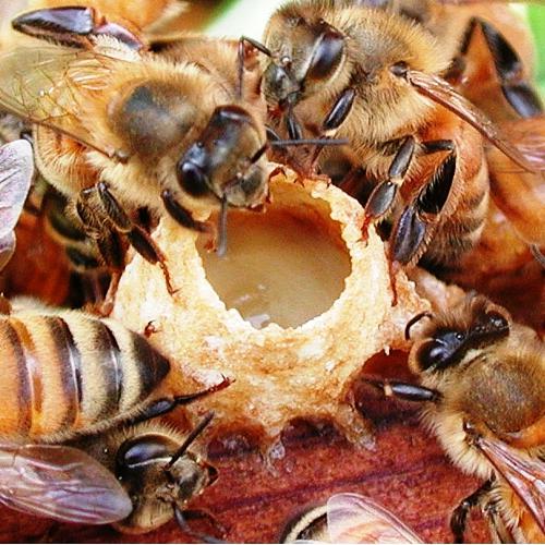 Мед с маточным молочком - лекарство подаренное матушкой природой 
