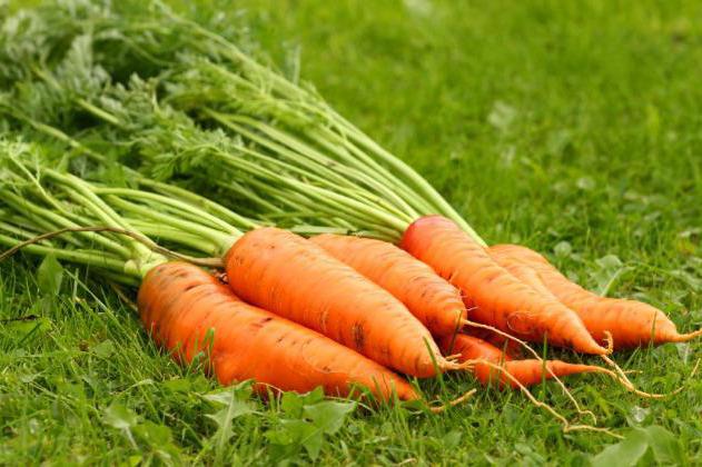 заготовка морковной ботвы польза и вред