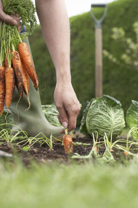 сушеная морковная ботва польза и вред