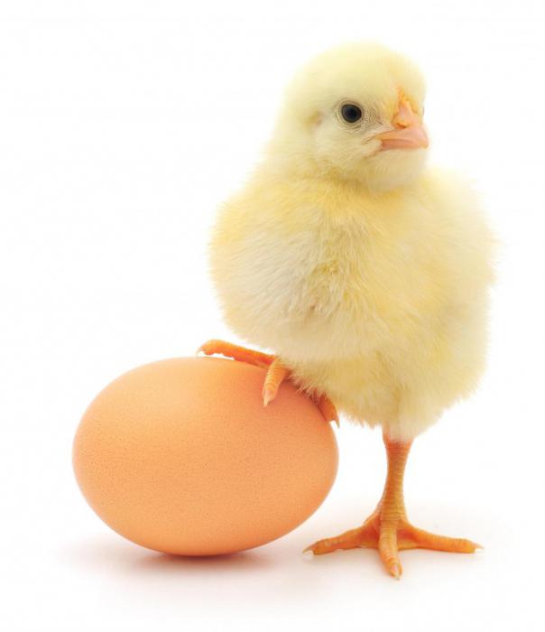 почему нельзя есть много вареных яиц