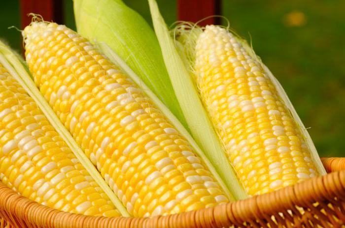 Польза сырой кукурузы