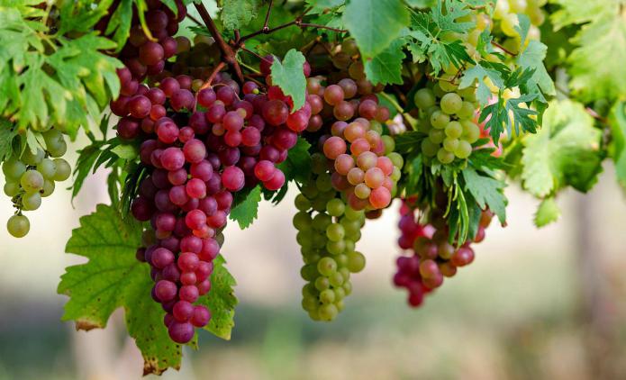 чем полезен виноград полезные свойства 