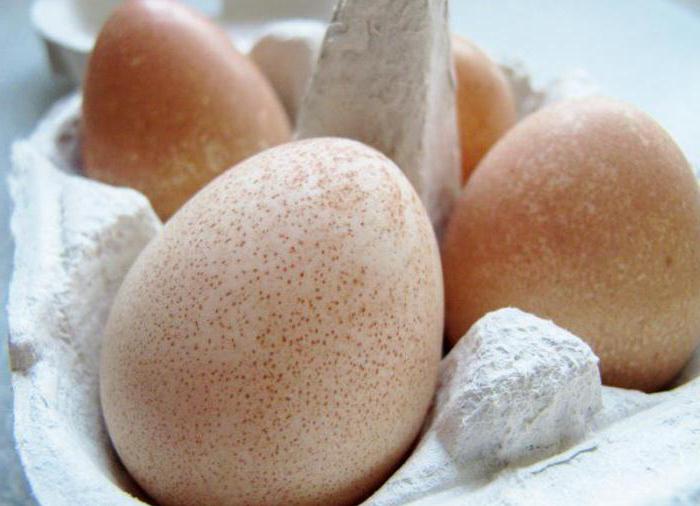 цесарки яйца польза и вред