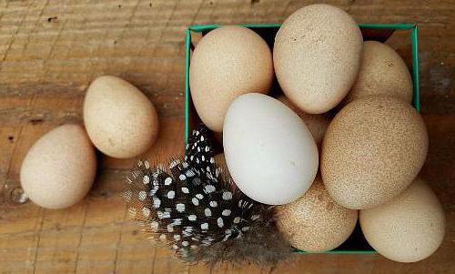 яйца цесарки польза и вред