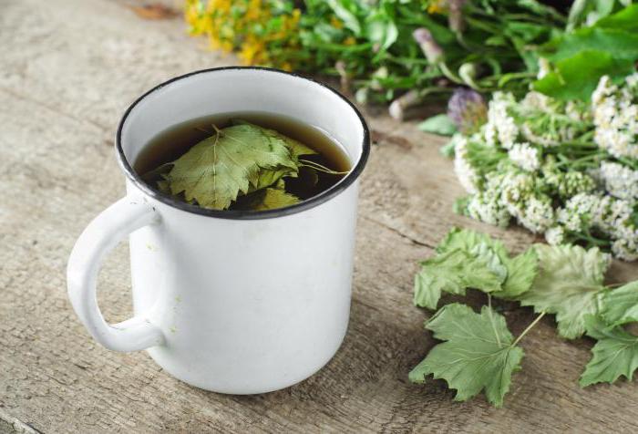 ферментировать листья смородины для чая