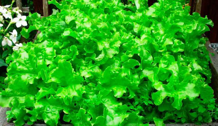 листья салата польза и вред для здоровья