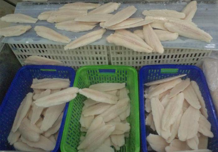 как выращивают рыбу пангасиус во вьетнаме