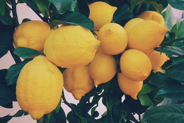 полезно ли есть лимон каждый день