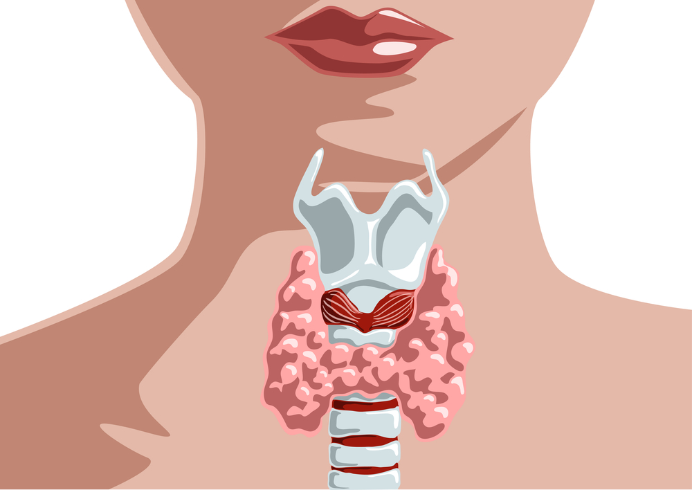 Схематическое изображение щитовидной железы