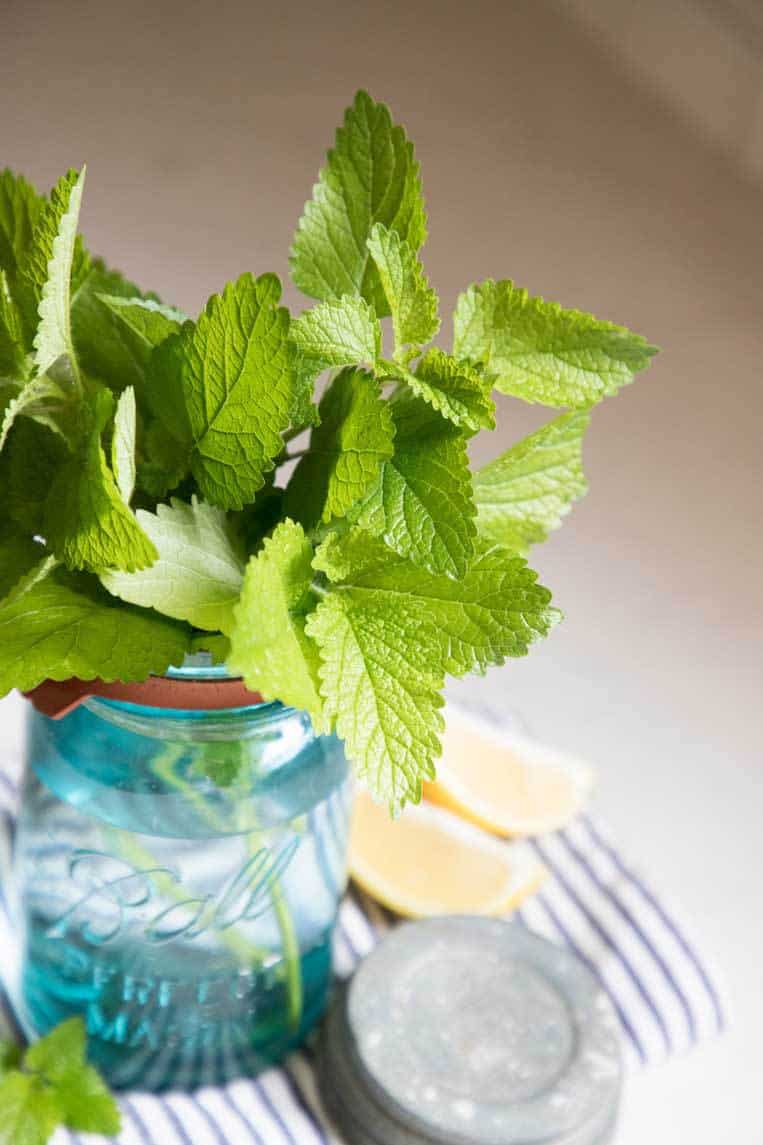 a close up of the leaves of the lemon balm plant in a blue mason jar