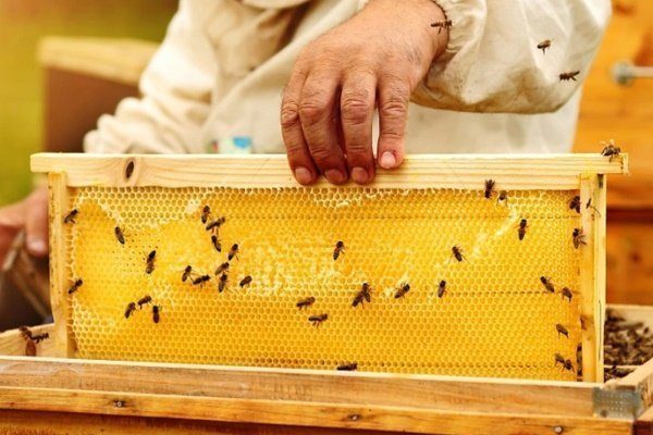 Пчёлы строят соты