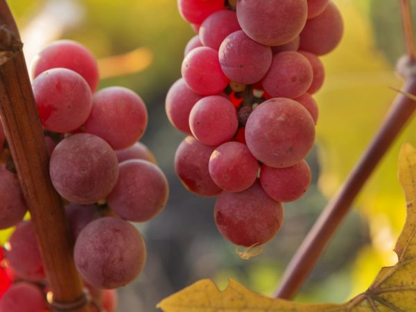 Красный виноград хорош для виноделия