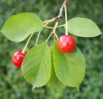 Полезные свойства листьев вишни, противопоказания и рецепты приготовления