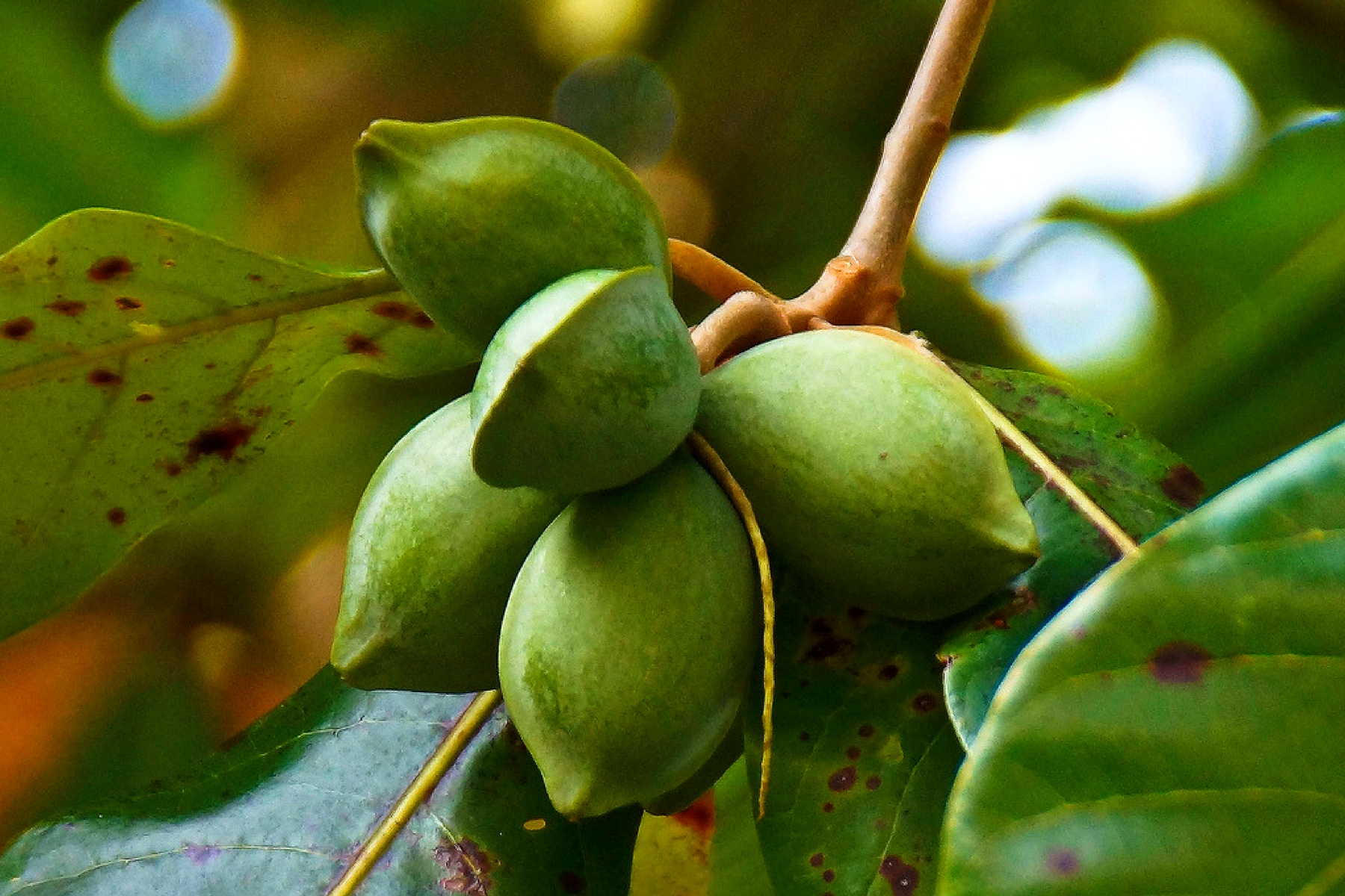 17 AWESOME BENEFITS OF THE TROPICAL ALMOND