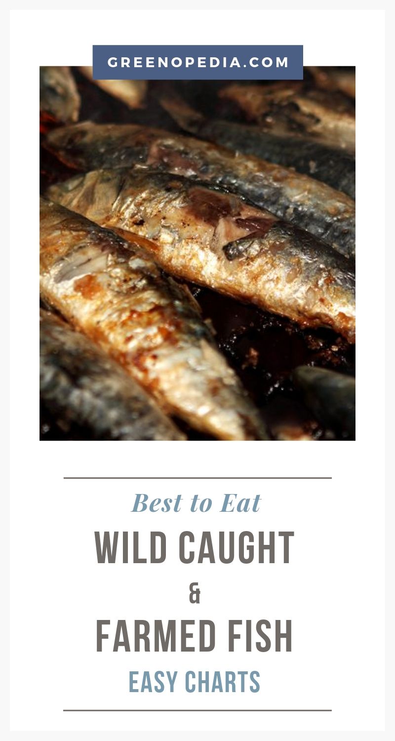 Wild-Caught vs. Farmed Fish: Which are the Healthiest and Most Sustainable Fish to Eat? 