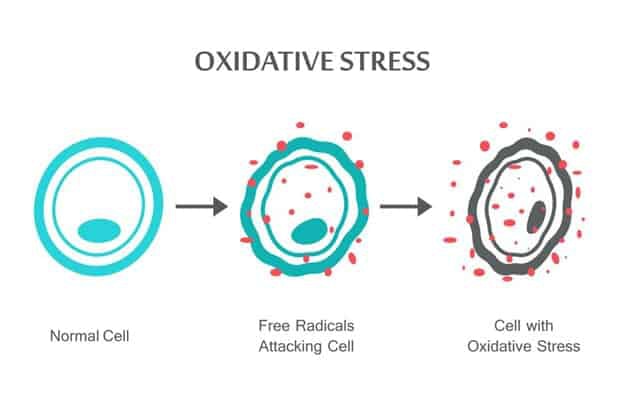 Oxidative Stress 