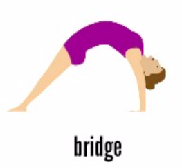 Bridge is an important basic shape in gymnastics.