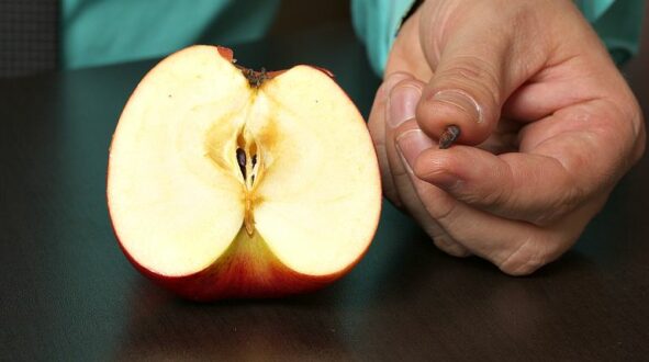 Косточки от яблок польза и вред