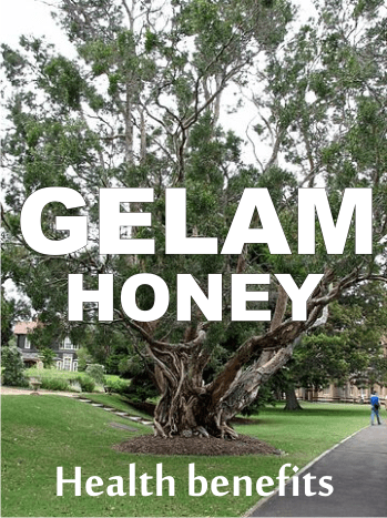 health benefits of gelam honey aka cajeput honey