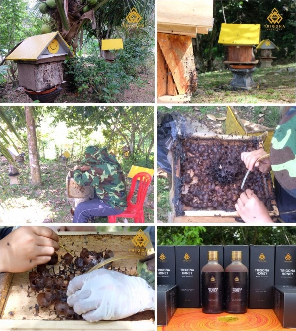 how kelulut honey is made