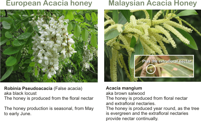 acacia mangium honey vs acacia honey