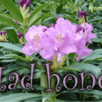 mad honey aka rhododendron honey aka deli bal