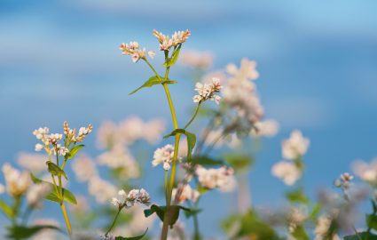 What Is Buckwheat? A very useful plant!