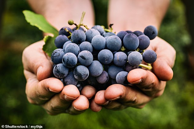 The tannat grape which the wine is made from has particularly thick skins, while the average glass of red contains 30-40mg of procyanidins, this has over 120mg, around four times the amount (file photo)