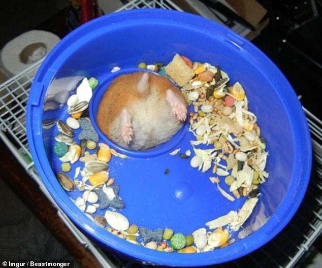 This hamster, in an unknown location, is among the animals pictured getting stuck after being a little too greedy