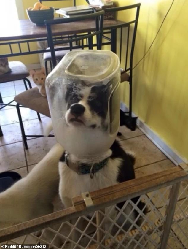 This naughty husky could not hide what it had done as it was pictured in an unknown location with an empty cat food container on its head. In the background, two bemused cats could be seen looking on