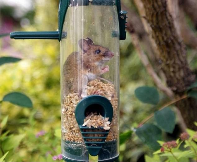 This tiny rodent somehow found its way into a bird feeder in London but looked more than happy to chomp away on the treasure trove of food.