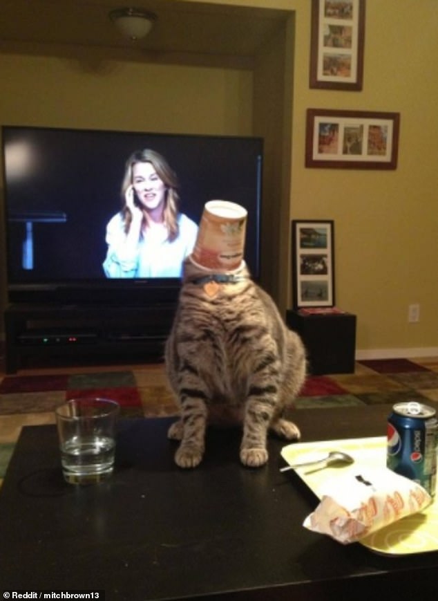 Redditor mitchbrown13 said their cat got its head stuck in an ice cream container and tried to back up but realised there was 
