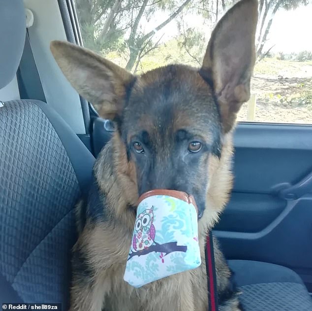 Guilty face! This German shepherd had regret written all over its face. Redditor shell89za said the pooch, from an unknown location, 