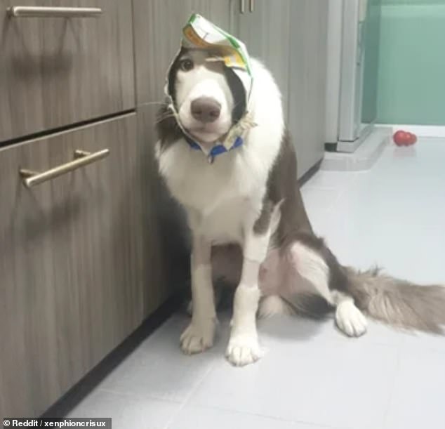This dog, pictured in an unknown location, looked full of regret as it had to go to its owner for help after getting the remains of a box of fish fillets stuck on its head